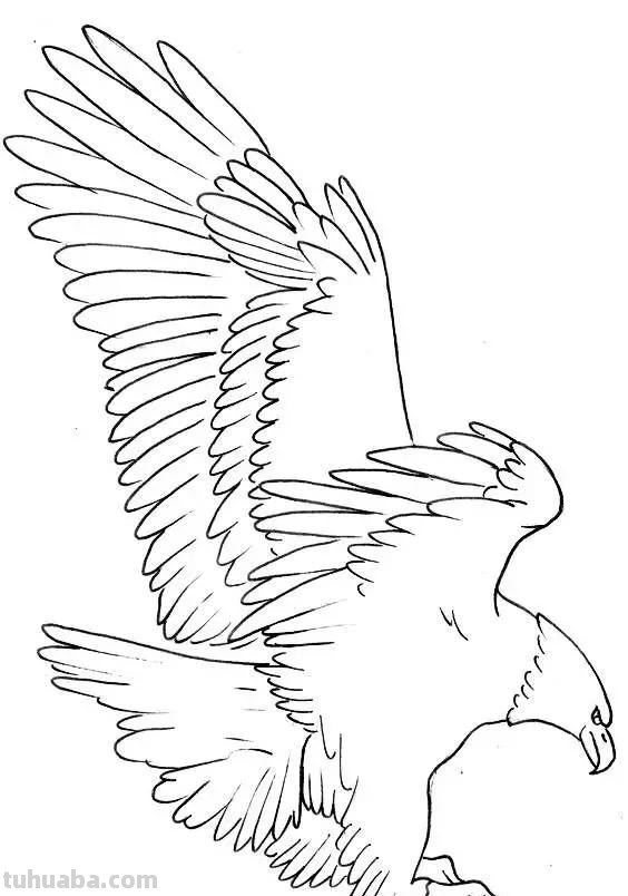 老鹰简笔画高清线稿，带着孩子一起画