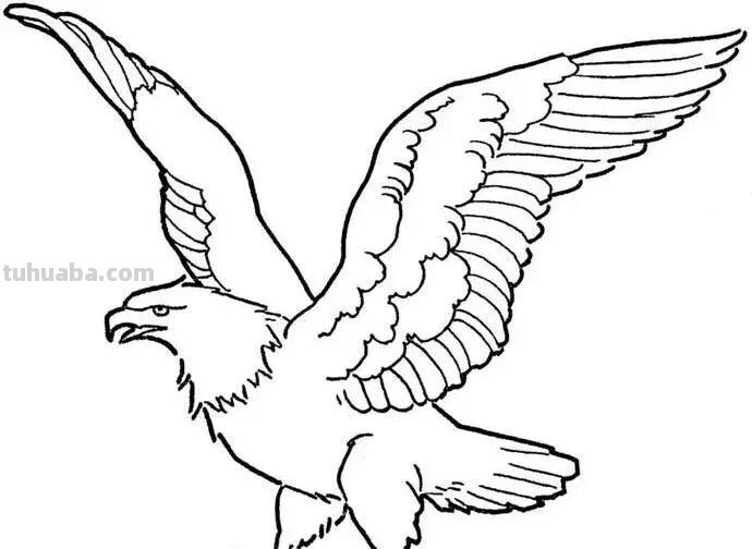 老鹰简笔画高清线稿，带着孩子一起画