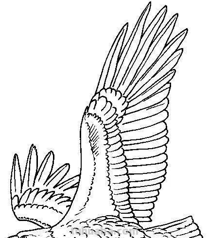 老鹰简笔画高清线稿，带着孩子一起画