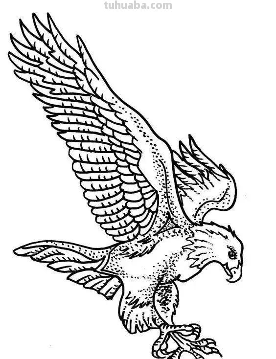 老鹰简笔画高清线稿，带着孩子一起画