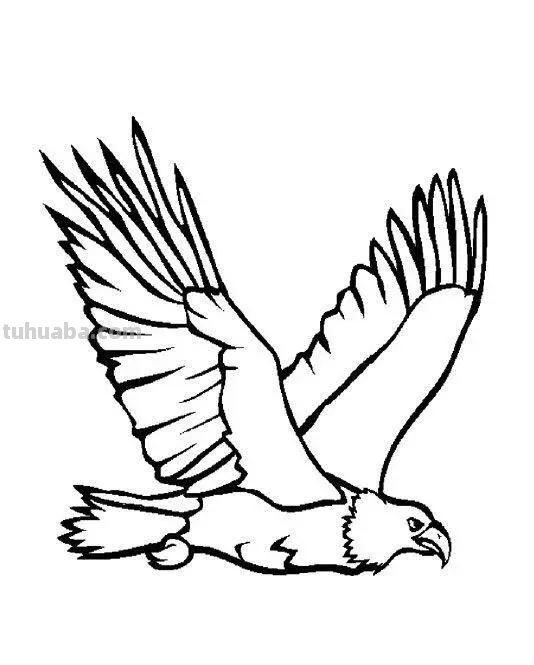 老鹰简笔画高清线稿，带着孩子一起画