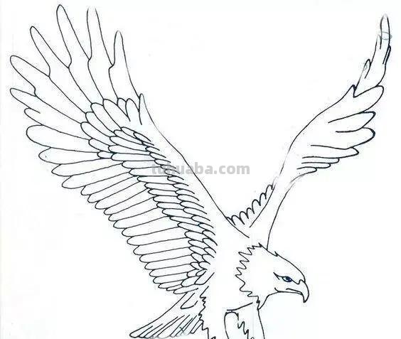 老鹰简笔画高清线稿，带着孩子一起画
