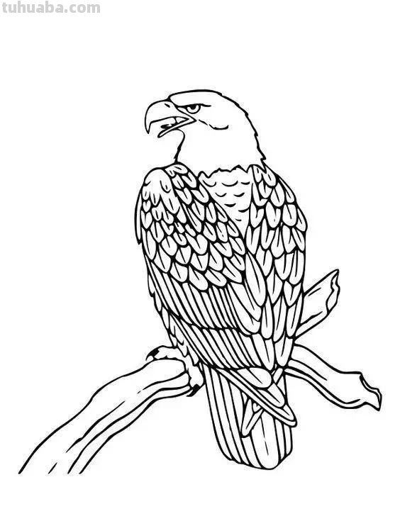 老鹰简笔画高清线稿，带着孩子一起画