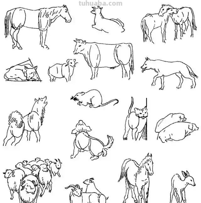 简笔画｜超详细动物简笔画教程，一学就会，快为孩子收藏！