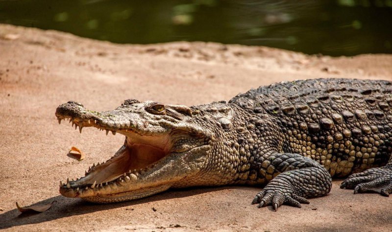 儿童简笔画精选-鳄鱼(Crocodile)的简笔画步骤