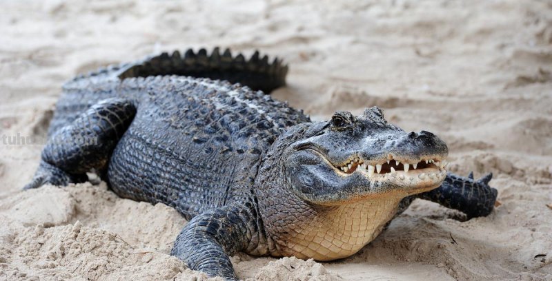 儿童简笔画精选-鳄鱼(Crocodile)的简笔画步骤