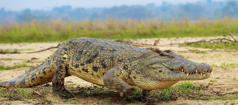 儿童简笔画精选-鳄鱼(Crocodile)的简笔画步骤
