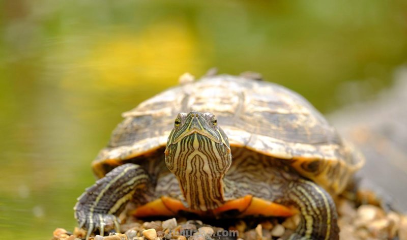 儿童简笔画精选「卡通」-乌龟(Tortoise) 儿童简笔画精选「卡通」-乌龟(Tortoise)