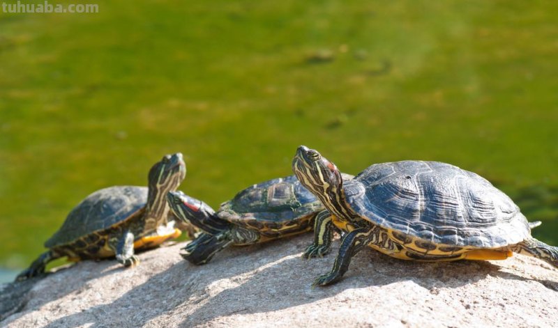 儿童简笔画精选「卡通」-乌龟(Tortoise) 儿童简笔画精选「卡通」-乌龟(Tortoise)