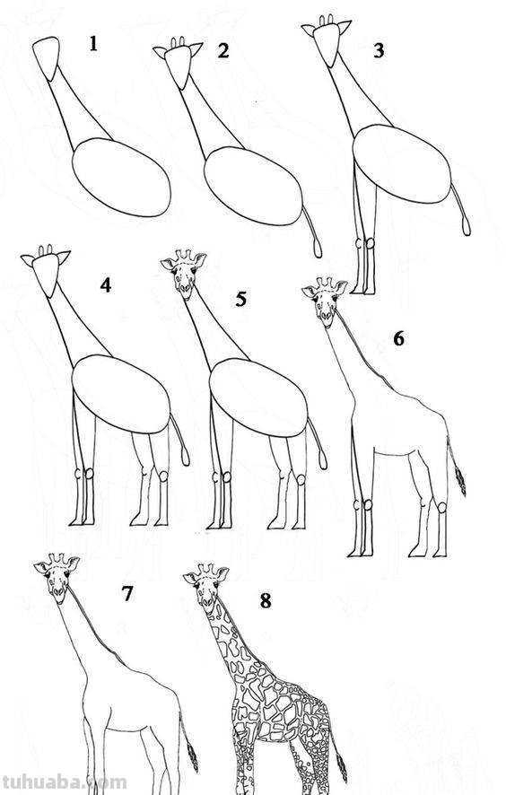 超详细的动物简笔画教程，一学就会