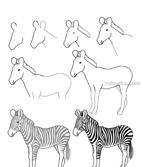 超详细的动物简笔画教程，一学就会