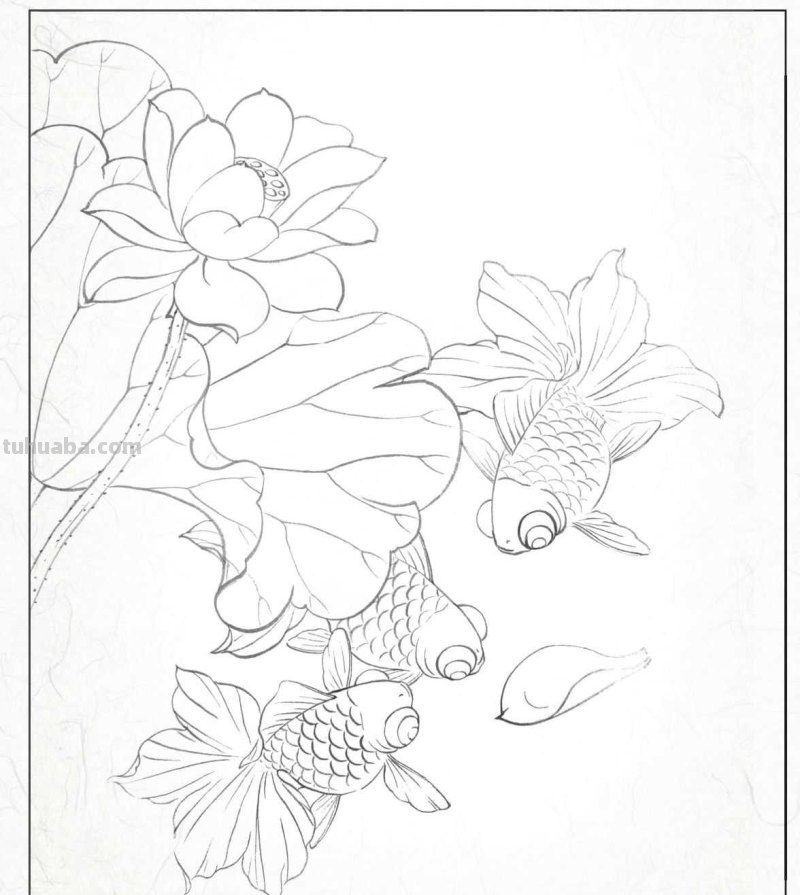 金鱼工笔画《年年有鱼》创作:分步骤讲解(附染色)画法,快临摹 金鱼工笔画《年年有鱼》创作:分步骤讲解(附染色)画法,快临摹