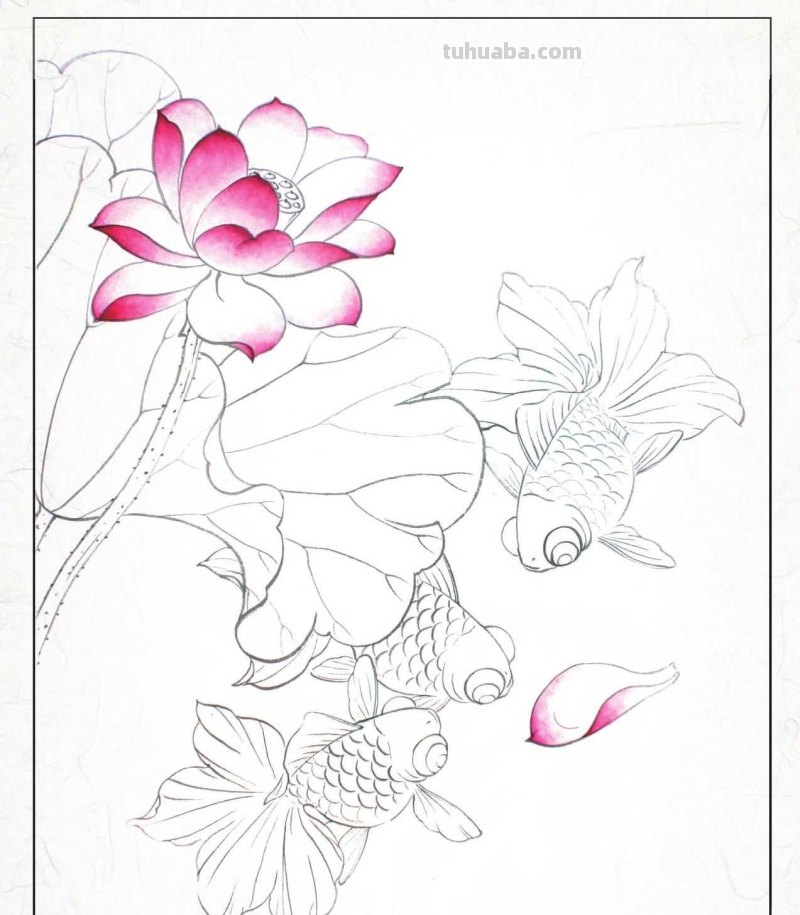 金鱼工笔画《年年有鱼》创作:分步骤讲解(附染色)画法,快临摹 金鱼工笔画《年年有鱼》创作:分步骤讲解(附染色)画法,快临摹
