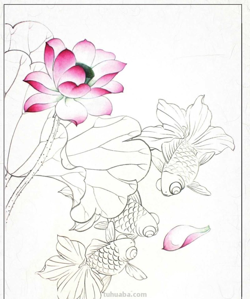 金鱼工笔画《年年有鱼》创作:分步骤讲解(附染色)画法,快临摹 金鱼工笔画《年年有鱼》创作:分步骤讲解(附染色)画法,快临摹