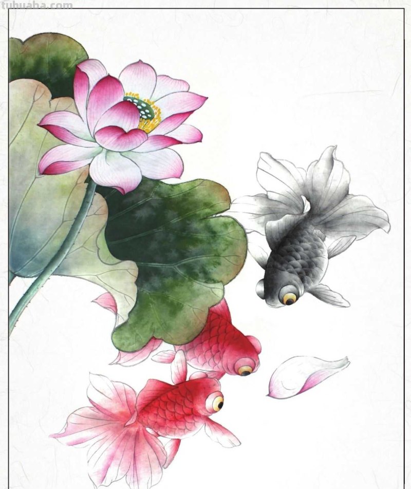 金鱼工笔画《年年有鱼》创作:分步骤讲解(附染色)画法,快临摹 金鱼工笔画《年年有鱼》创作:分步骤讲解(附染色)画法,快临摹