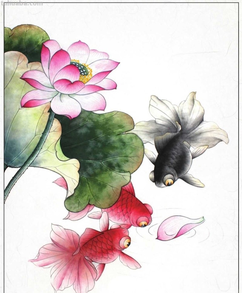 金鱼工笔画《年年有鱼》创作:分步骤讲解(附染色)画法,快临摹 金鱼工笔画《年年有鱼》创作:分步骤讲解(附染色)画法,快临摹