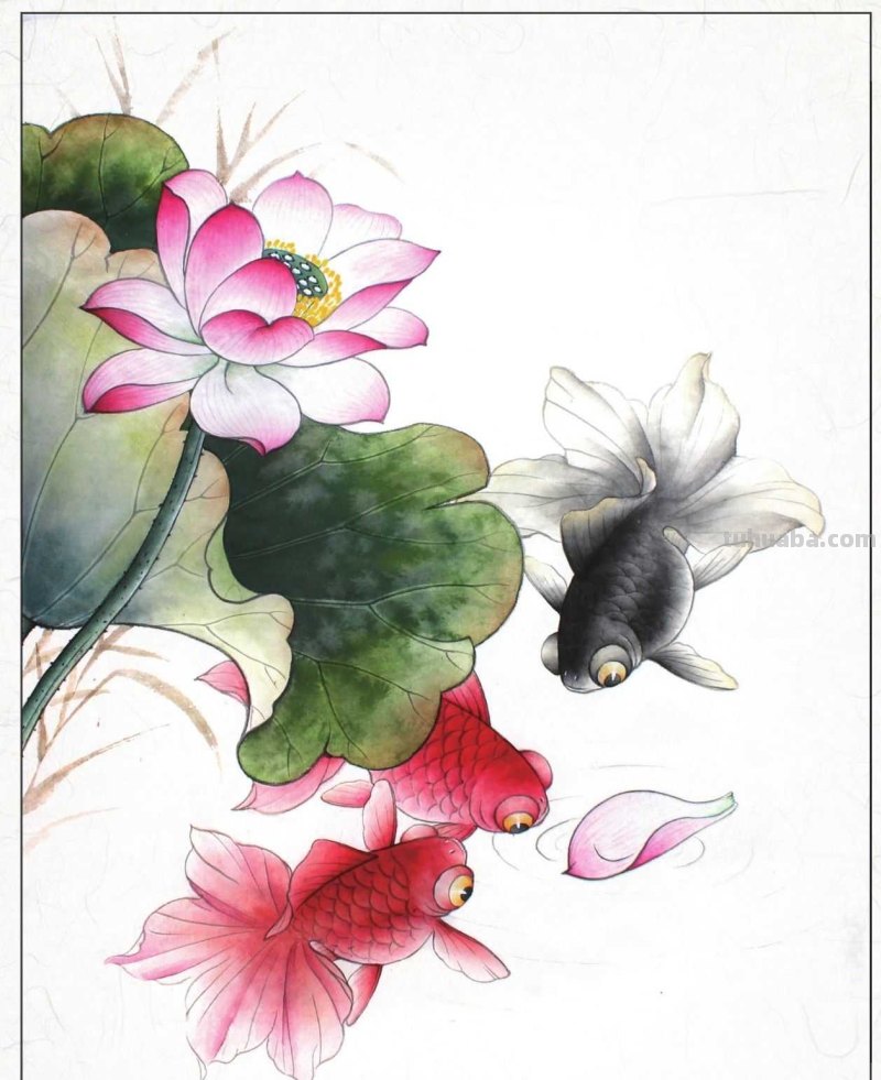 金鱼工笔画《年年有鱼》创作:分步骤讲解(附染色)画法,快临摹 金鱼工笔画《年年有鱼》创作:分步骤讲解(附染色)画法,快临摹