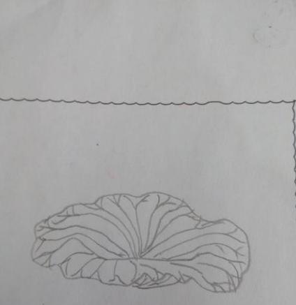 儿童简笔画荷花怎么画(儿童简笔画荷花怎么画好看) 儿童简笔画荷花怎么画(儿童简笔画荷花怎么画好看)