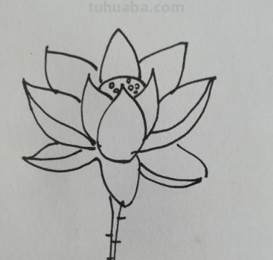 儿童简笔画荷花怎么画(儿童简笔画荷花怎么画好看) 儿童简笔画荷花怎么画(儿童简笔画荷花怎么画好看)