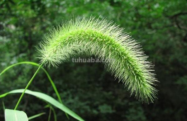 速写狗尾草（狗尾草速写图片）