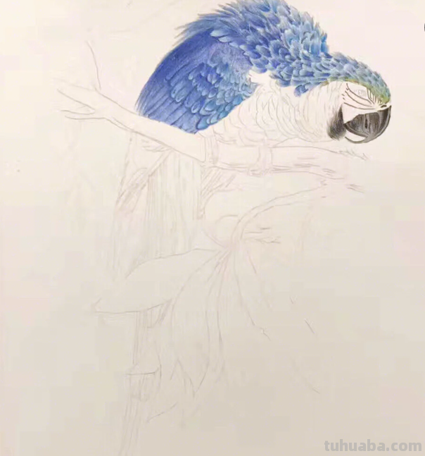 彩铅画教学：适合初学者学习的彩铅画教学，学会这些技法，很简单