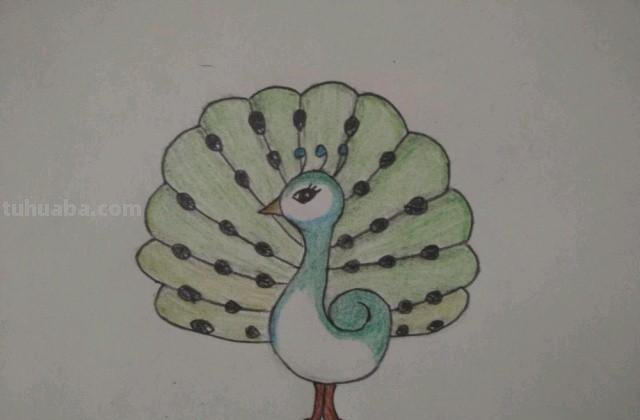 孔雀简笔画怎么涂颜色(孔雀简笔画怎么涂颜色好看) 孔雀简笔画怎么涂颜色(孔雀简笔画怎么涂颜色好看)
