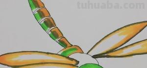 蜻蜓怎么画真实彩铅（蜻蜓怎么画真实彩铅画）