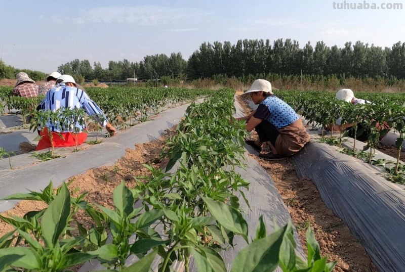 家庭种菜四个小妙招真神奇，很少有人能够掌握，简单又实用
