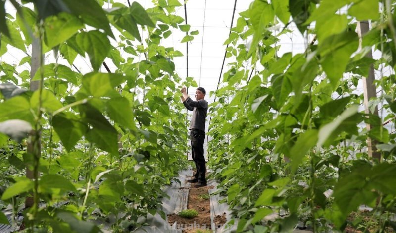 家庭种菜四个小妙招真神奇，很少有人能够掌握，简单又实用