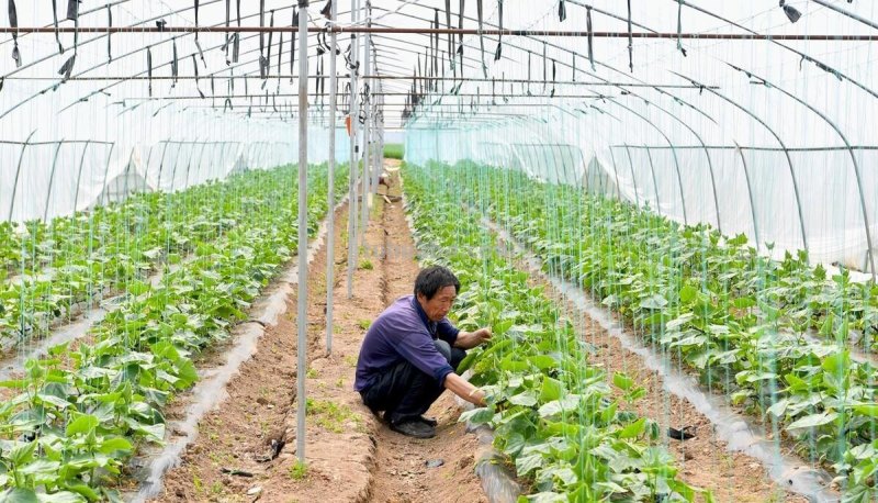 家庭种菜四个小妙招真神奇，很少有人能够掌握，简单又实用