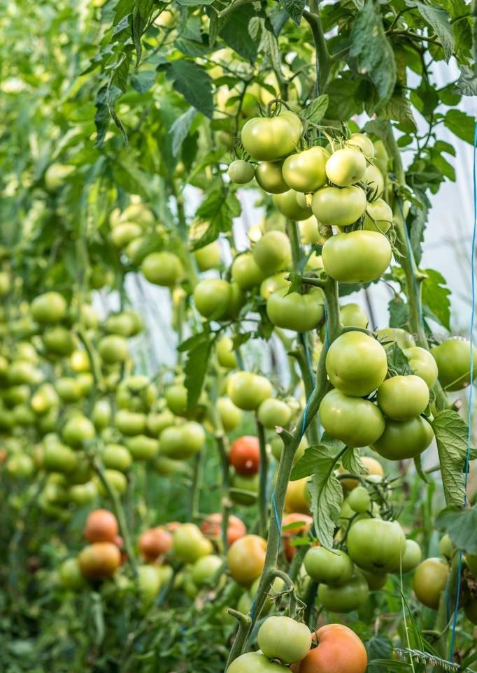 家庭种菜四个小妙招真神奇，很少有人能够掌握，简单又实用