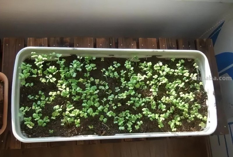 香菜在家就能种，做好3个方面，茂盛美观，生机勃勃，持续收获