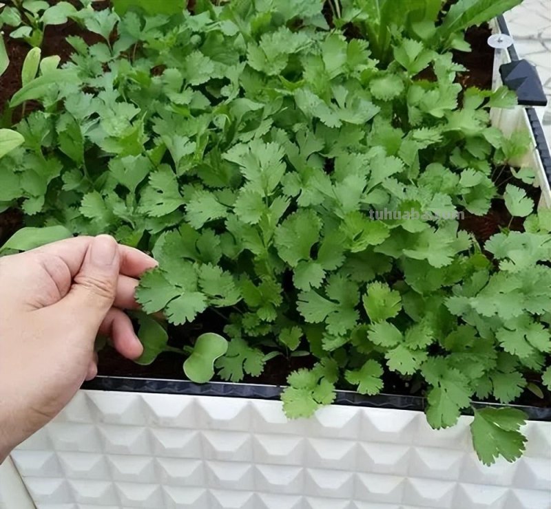 香菜在家就能种，做好3个方面，茂盛美观，生机勃勃，持续收获