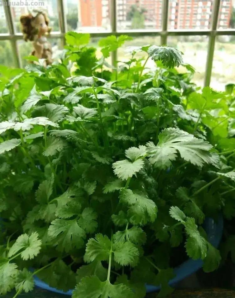 香菜在家就能种，做好3个方面，茂盛美观，生机勃勃，持续收获