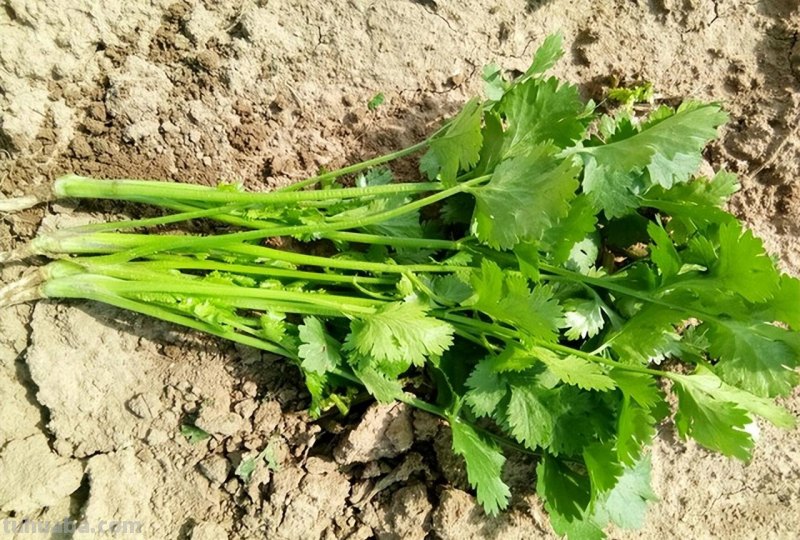 香菜在家就能种，做好3个方面，茂盛美观，生机勃勃，持续收获