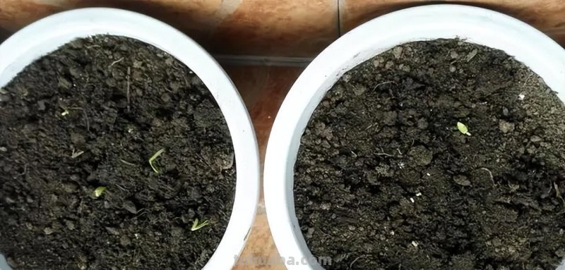 香菜在家就能种，做好3个方面，茂盛美观，生机勃勃，持续收获