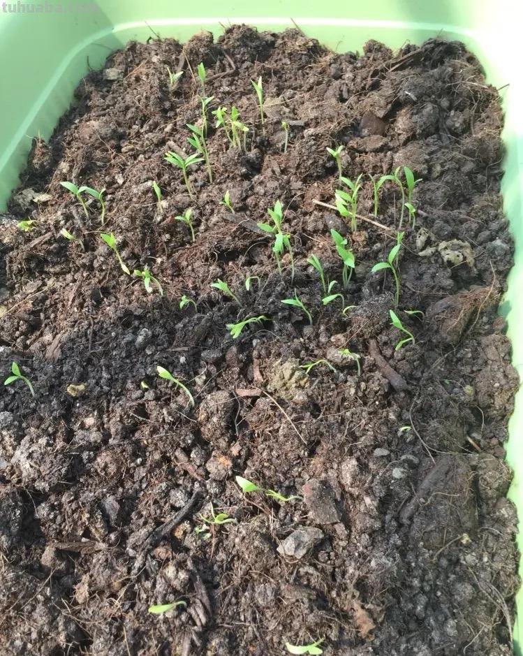 香菜在家就能种，做好3个方面，茂盛美观，生机勃勃，持续收获