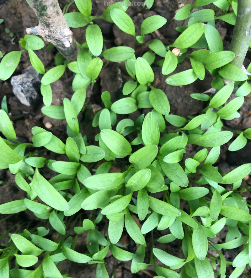 香菜在家就能种，做好3个方面，茂盛美观，生机勃勃，持续收获