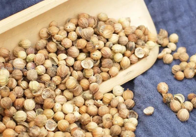 香菜在家就能种，做好3个方面，茂盛美观，生机勃勃，持续收获