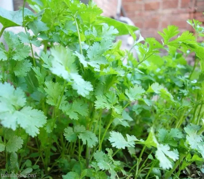 香菜在家就能种，做好3个方面，茂盛美观，生机勃勃，持续收获
