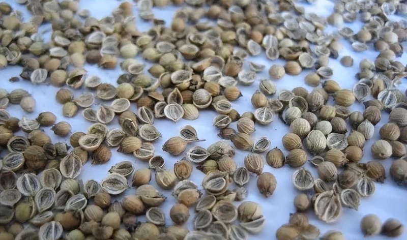 香菜在家就能种，做好3个方面，茂盛美观，生机勃勃，持续收获