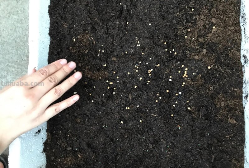 香菜在家就能种，做好3个方面，茂盛美观，生机勃勃，持续收获
