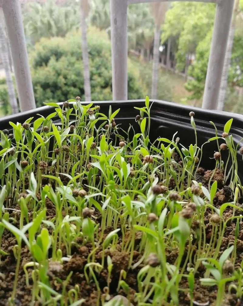 香菜在家就能种，做好3个方面，茂盛美观，生机勃勃，持续收获