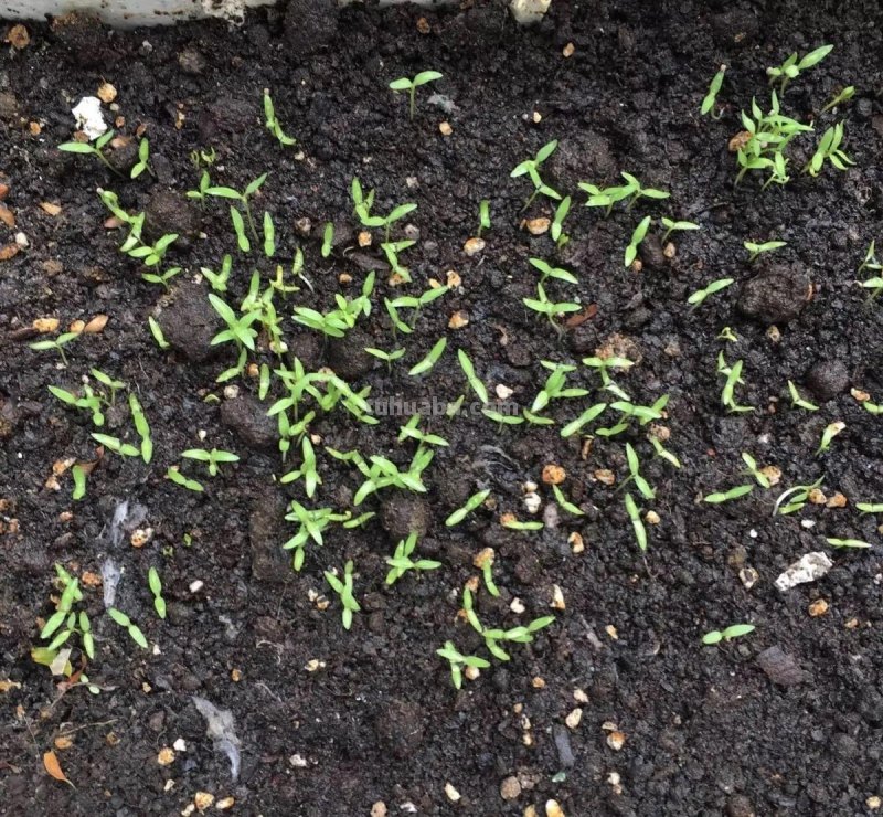 香菜在家就能种，做好3个方面，茂盛美观，生机勃勃，持续收获