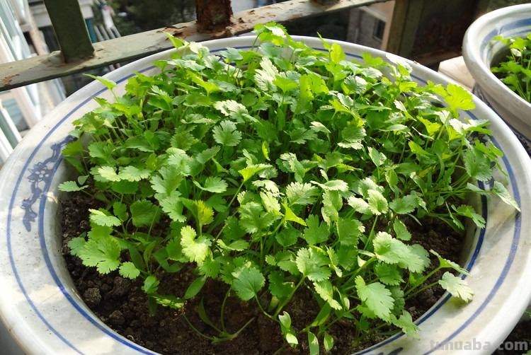 香菜在家就能种，做好3个方面，茂盛美观，生机勃勃，持续收获