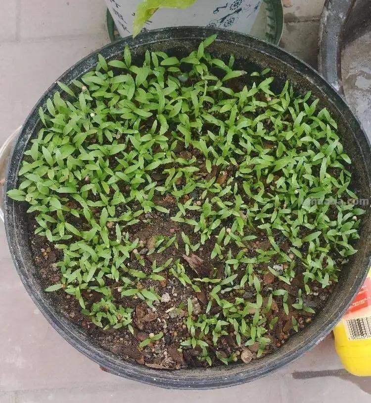 香菜在家就能种，做好3个方面，茂盛美观，生机勃勃，持续收获