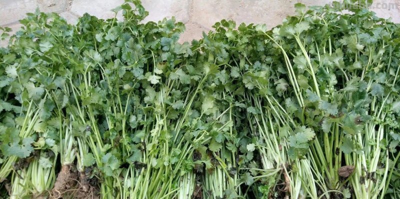 香菜在家就能种，做好3个方面，茂盛美观，生机勃勃，持续收获