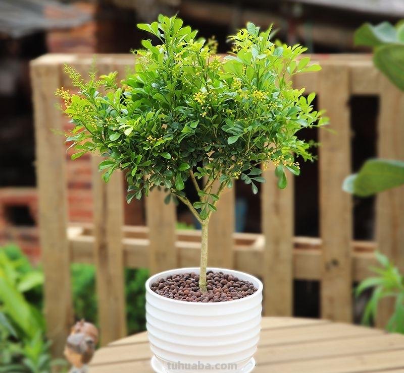 室内养“10种”花草，好养易活，茂盛常绿，提神醒脑净化空气