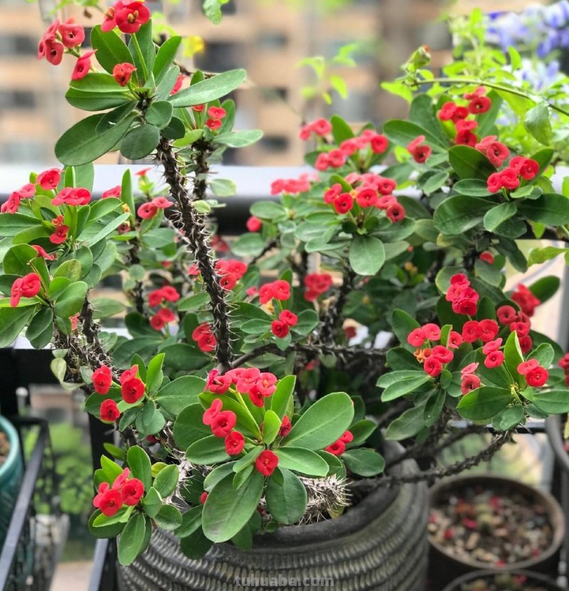 室内养“10种”花草，好养易活，茂盛常绿，提神醒脑净化空气