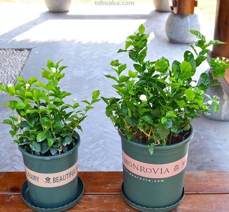 室内养“10种”花草，好养易活，茂盛常绿，提神醒脑净化空气